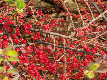 Red berries of hawthorn on the bush in the autumn garden