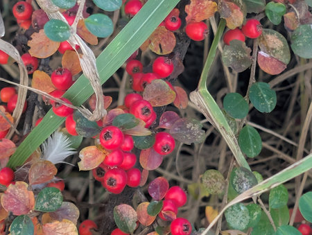Pyracantha coccinea, commonly known as cowberry or cowberry