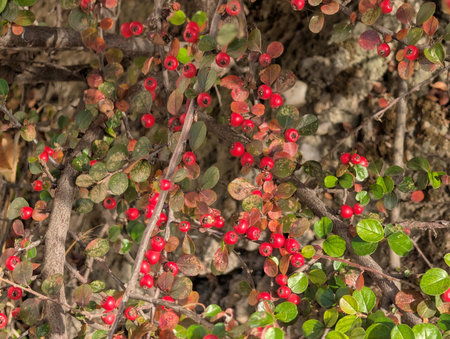 Hawthorn bush with red berries and green leaves in autumn.