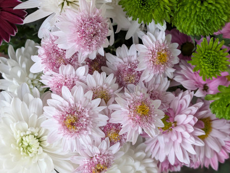 White and pink chrysanthemum flowers in a bouquetの写真素材