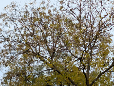 Tree branches with yellow leaves on a background of blue sky in autumn