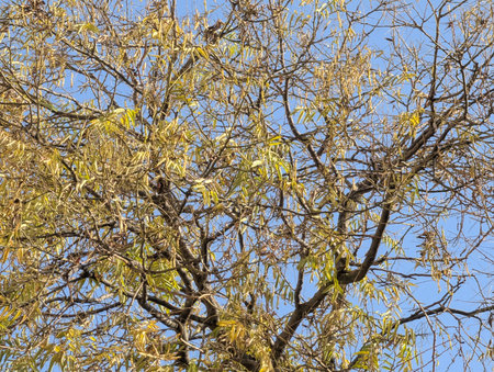The branches of a tree with yellow leaves on a background of blue sky