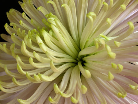 Chrysanthemum very nice colorful opened garden flower close upの写真素材