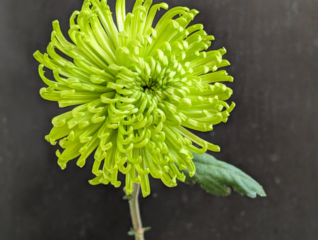 Green chrysanthemum flower on black background, studio shotの写真素材