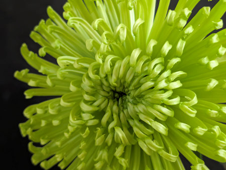Green chrysanthemum on a black background close-upの写真素材
