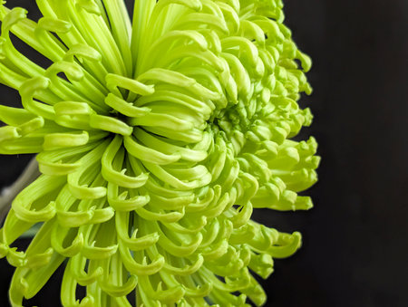 Green chrysanthemum on a black background close-upの写真素材