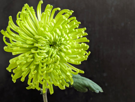 Green chrysanthemum on a black background close-upの写真素材