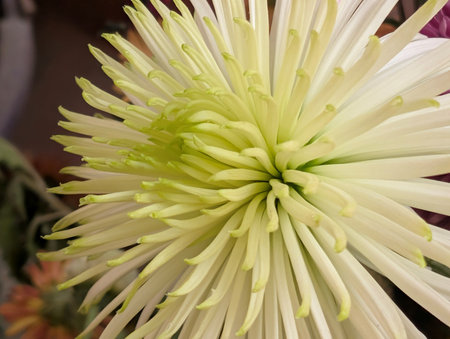 white chrysanthemum flower with green petals close upの写真素材