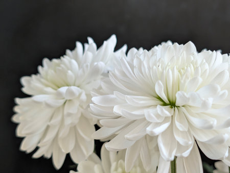 White chrysanthemum flowers on black background, selective focusの写真素材