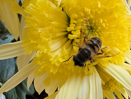 Bee on a yellow chrysanthemum, close-up