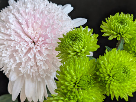 Bouquet of green and pink chrysanthemums on black backgroundの写真素材