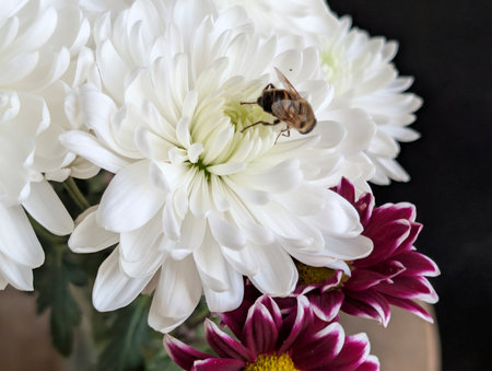 White chrysanthemum and a bee on a black backgroundの写真素材