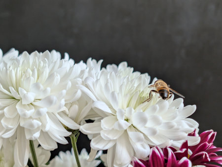 White chrysanthemum and a bee on a black backgroundの写真素材