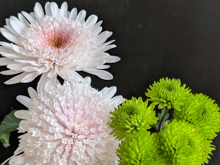 Beautiful chrysanthemum flowers on black background, top view