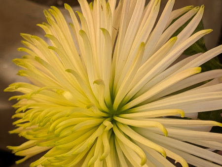 Yellow chrysanthemum flower close-up, selective focusの写真素材