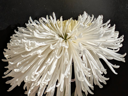 white chrysanthemum on black background, closeup of photoの写真素材