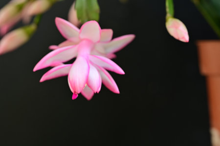 Christmas cactus or Schlumbergera schlumbergeraの写真素材