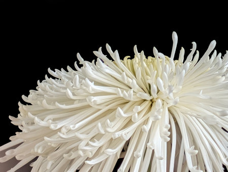 White chrysanthemum isolated on black background close-upの写真素材