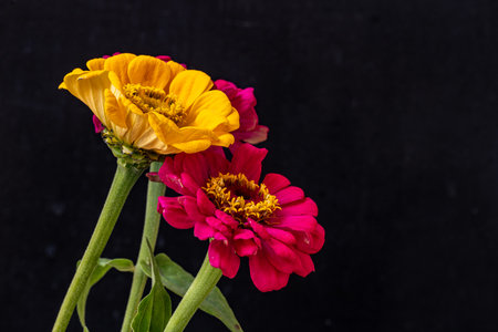 Zinnia flowers isolated on black background. Zinnia elegansの写真素材