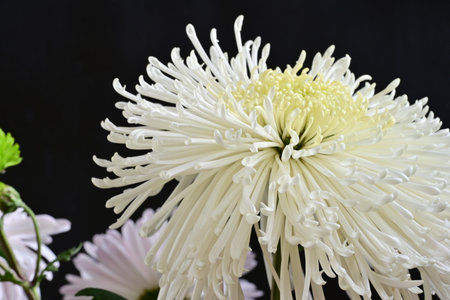 White chrysanthemum on a black background, close-upの写真素材