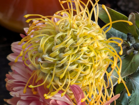 Close up of yellow flower, selective focus, shallow DOF.