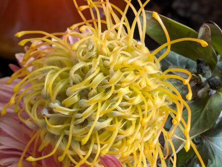 Yellow pincushion protea flower close-up macro photography
