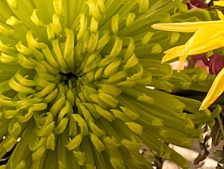 Yellow chrysanthemum with green petals and yellow petalsの写真素材
