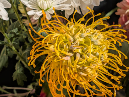 chrysanthemum flower close up in the botanical gardenの写真素材