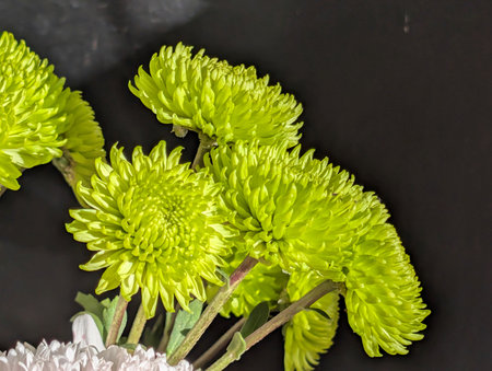 Green chrysanthemum flowers on black background, top viewの写真素材