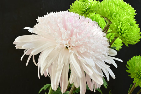 White chrysanthemum flower with green leaves on black backgroundの写真素材