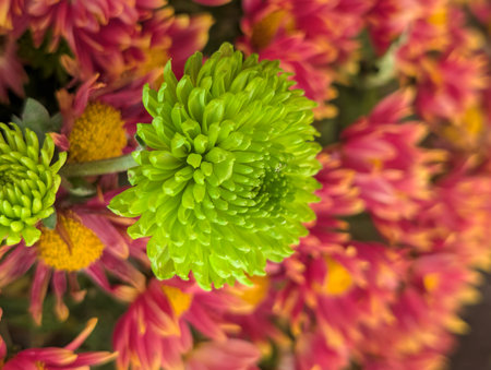 Green chrysanthemum flower on blurred background, selective focusの写真素材