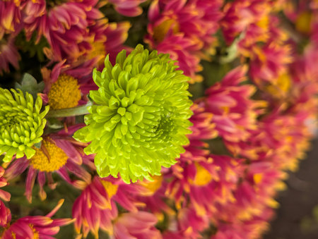 Chrysanthemum flowers in the garden, Chiang Mai, Thailand.の写真素材