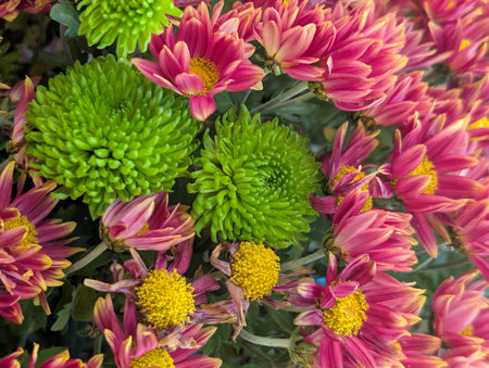 Colorful chrysanthemum flowers blooming in the gardenの写真素材