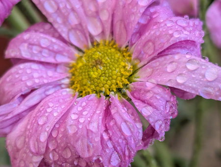 Pink chrysanthemum flower with water drops after the rainの写真素材