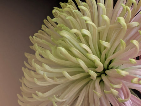 Chrysanthemum flower close-up on a dark backgroundの写真素材