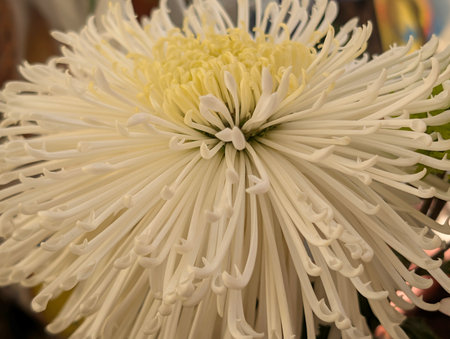 Chrysanthemum flower in the pot, closeup of photoの写真素材
