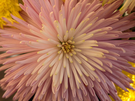 Close up of pink chrysanthemum flower in full bloomの写真素材