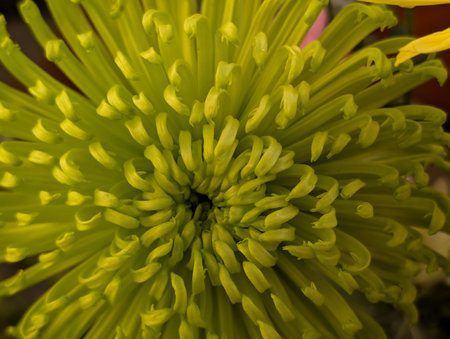 Yellow chrysanthemum flower close-up macro photo.の写真素材
