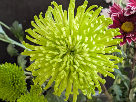Green chrysanthemum flower close up in a vaseの写真素材