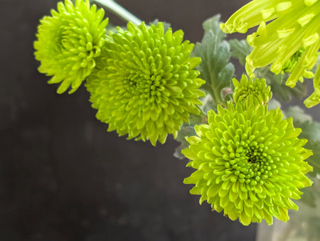 Green chrysanthemum flowers on a black background, close upの写真素材
