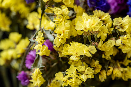 Close up of yellow and purple flowers in a flower shop, stock photoの写真素材