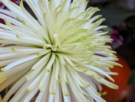 White chrysanthemum flower close up in the garden.の写真素材