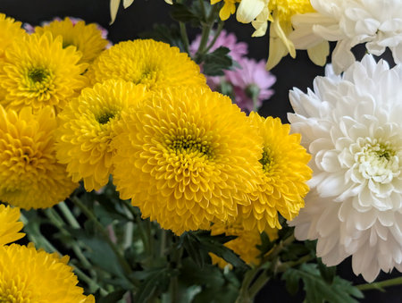 Yellow and white chrysanthemums in a bouquet.の写真素材