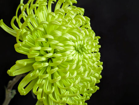 Green chrysanthemum on a black background close-upの写真素材
