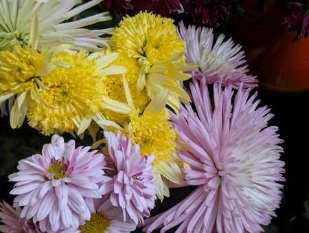 Bouquet of chrysanthemums in pink and yellowの写真素材