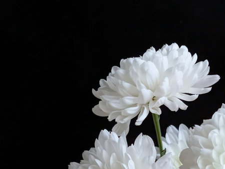 White chrysanthemum on a black background with space for textの写真素材