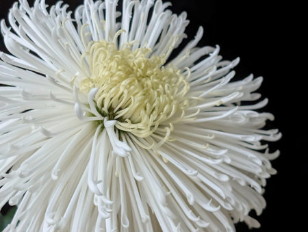 White chrysanthemum on a black background close-upの写真素材