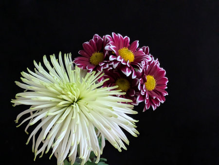 Beautiful chrysanthemum flowers on a black background.の写真素材