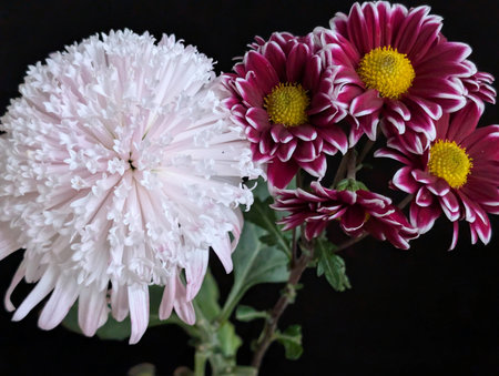 Pink and white chrysanthemums on a black background.の写真素材