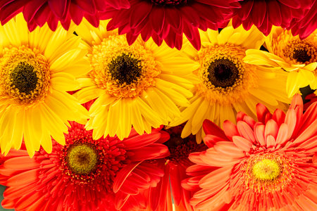Colorful gerbera flowers as a background, top view.の写真素材